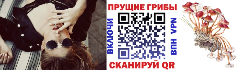 Галлюциногенные грибы Cubensis Выборг